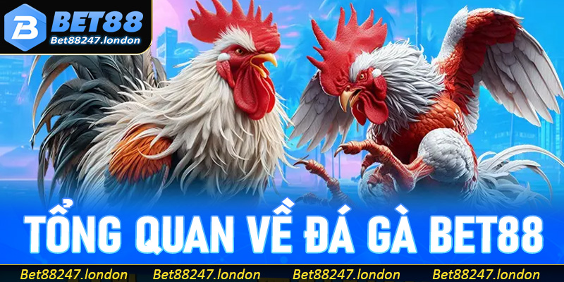 Tổng quan về đá gà Bet88